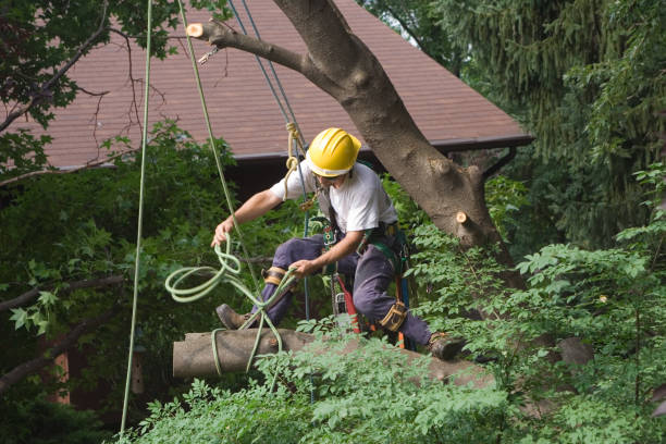 Best Storm Damage Tree Cleanup  in Henderson, NV