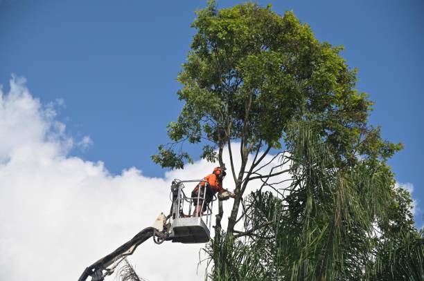 Reliable Henderson, NV Tree Removal Services Solutions