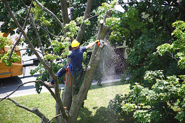 Best Hedge Trimming  in Henderson, NV